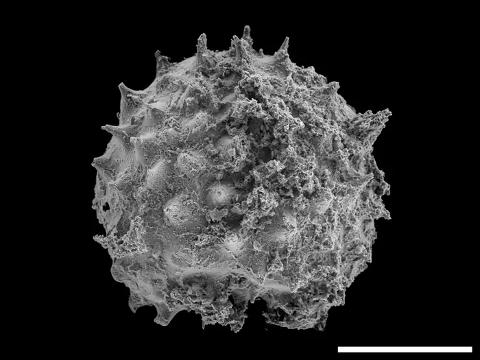 A highly detailed image of a ting microscopic fossil dating to 540 million years old showing incredible detailed of the spherical, spikey organism. A highly detailed image of a ting microscopic fossil dating to 540 million years old showing incredible detailed of the spherical, spikey organism.